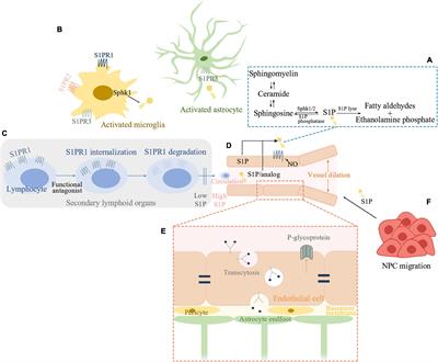 Sphingosine-1-Phosphate Signaling in Ischemic Stroke: From Bench to Bedside and Beyond
